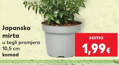 Japanska mirta